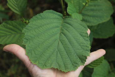 Roterle (Alnus glutinosa) Liefergröße: 50-80 cm