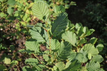 Roterle (Alnus glutinosa) Liefergröße: 50-80 cm