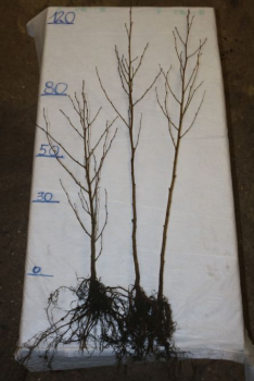 Esche (Fraxinus excelsior) Liefergröße: 50-80 cm