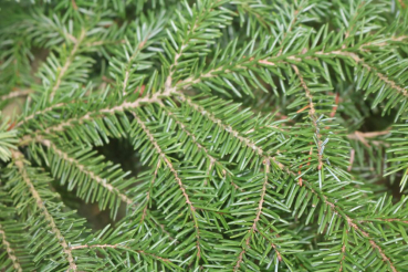 Rotfichte (Picea abies) Liefergröße: 30-50 cm