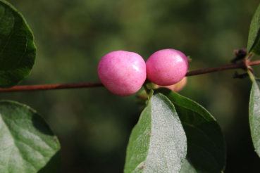 Rotfrüchtige Schneebeere (Symphoricarpos doorenbosii Magic Berry) Liefergröße: 50-80 cm