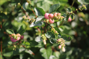 Rotfrüchtige Schneebeere (Symphoricarpos doorenbosii Magic Berry) Liefergröße: 50-80 cm