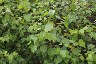 Sandbirke (Betula pendula) Liefergröße: 80-120 cm