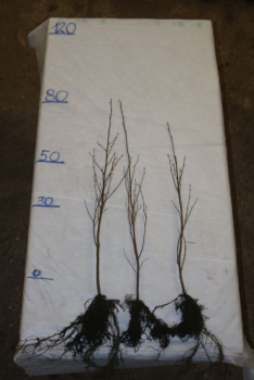 Sandbirke (Betula pendula) Liefergröße: 50-80 cm