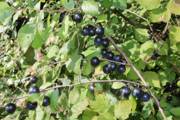 Schlehe (Prunus spinosa) Liefergröße: 50-80 cm