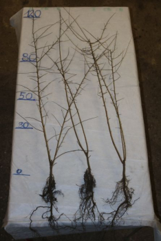 Schlehe (Prunus spinosa) Liefergröße: 80-120 cm