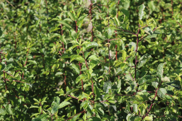Schlehe (Prunus spinosa) Liefergröße: 50-80 cm