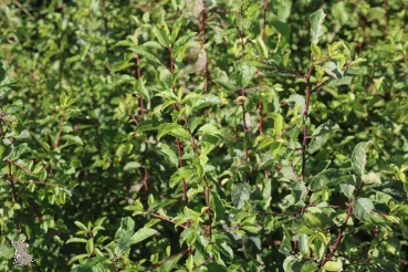 Schlehe (Prunus spinosa) Liefergröße: 50-80 cm, Lieferform: Container