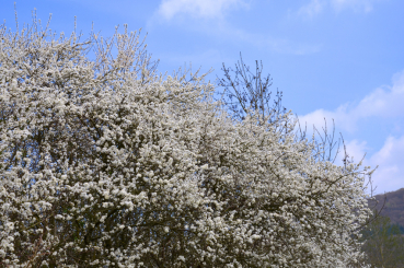 Schlehe (Prunus spinosa) Liefergröße: 50-80 cm