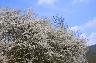 Schlehe (Prunus spinosa) Liefergröße: 50-80 cm, Lieferform: Container