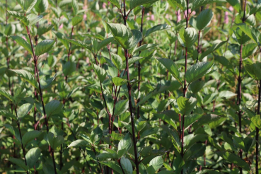 Schwarzer Hartriegel (Cornus alba Kesselringii) Liefergröße: 50-80 cm