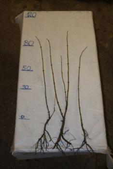 Traubenholunder (Sambucus racemosa) Liefergröße: 50-80 cm