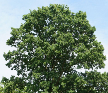 Stieleiche (Quercus robur) Liefergröße: 50-80 cm