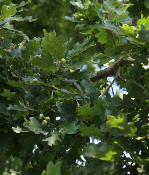 Stieleiche (Quercus robur) Liefergröße: 50-80 cm