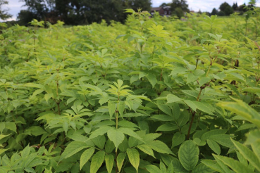 Traubenholunder (Sambucus racemosa) Liefergröße: 80-120 cm