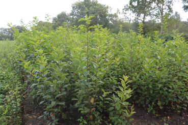 Traubenkirsche (Prunus padus) Liefergröße: 80-120 cm