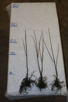 Traubenkirsche (Prunus padus) Liefergröße: 50-80 cm