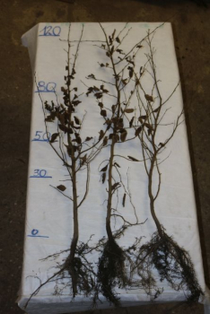 Rotbuche (Fagus sylvatica) Liefergröße: 80-120 cm