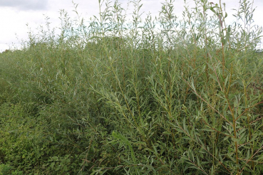 Weiß-oder Silberweide (Salix alba) Liefergröße: 50-80 cm