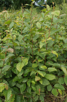 Weiss- oder Hainbuche (Carpinus betulus) Liefergröße: 80 -120cm