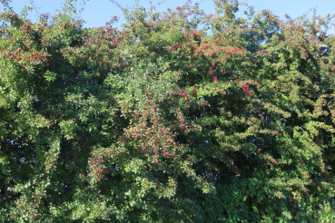 Eingriffeliger Weißdorn (Crataegus monogyna), Lieferform: Container