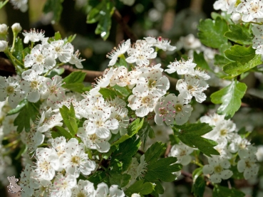 Eingriffeliger Weißdorn (Crataegus monogyna), Lieferform: Container