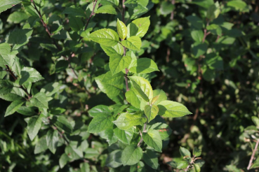 Wildapfel (Malus sylvestris) Liefergröße: 50-80 cm