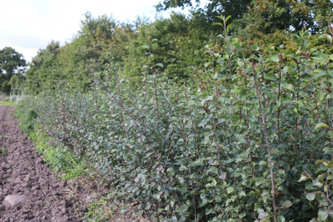 Wildbirne (Pyrus communis) Liefergröße: 80-120 cm