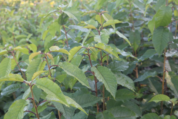 Wildkirsche (Prunus avium) Liefergröße: 50-80 cm