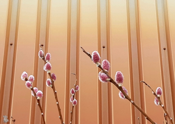 Japanische Kätzchenweide "Mount Aso" (Salix gracilistyla "Mount Aso") Liefergröße : 50-80cm im Topf