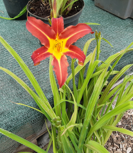 Rotblühende Taglilie (Hemerocallis Autumn Red) im Container