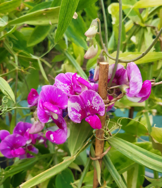 Platterbse Rote Perle (Lathyrus latifolius) im Container