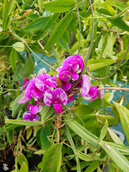 Platterbse Rote Perle (Lathyrus latifolius) im Container