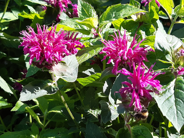 Indianernessel Knight Purple (Monarda x didyma "Knight Purple") Co.
