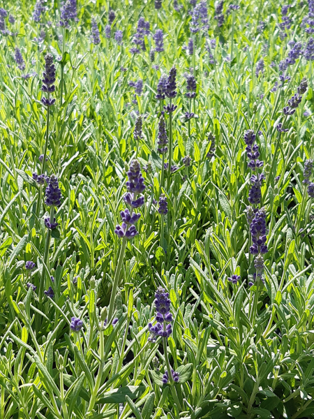 Lavendel Hidcote Blue (Lavendula angustifolia 'Hidcote Blue') im 1Liter-Topf