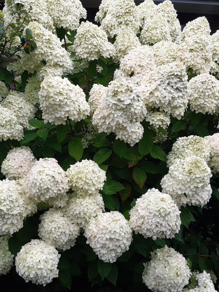 Rispenhortensie Kyushu (Hydrangea paniculata Kyushu) im Container