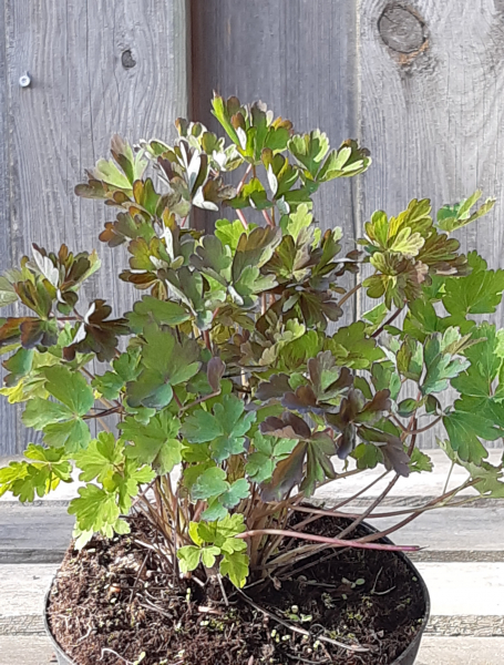 Akelei " Red Hobbit " (Aquilegia Red Hobbit) im Container