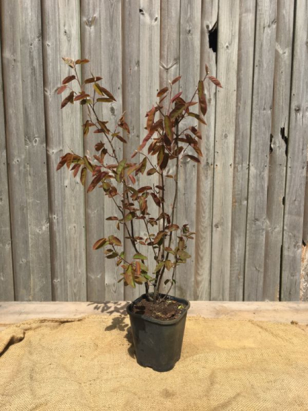 Kupfer-Felsenbirne (Amelanchier lamarckii), Liefergröße: 30-50 cm, Lieferform: Container