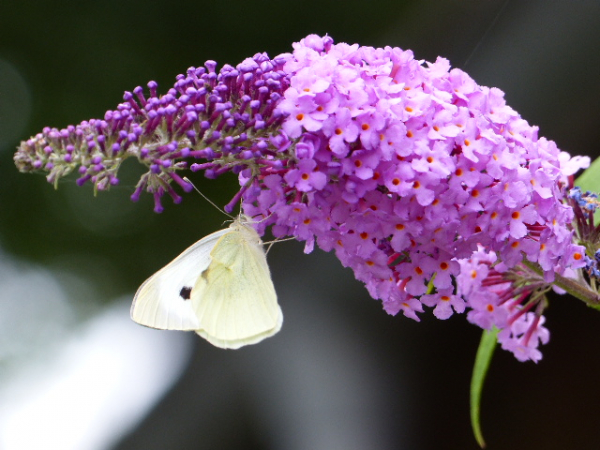 Schmetterlingsflieder (Buddleja davidii "Nanho Purple") Liefergröße 50-80cm Co.