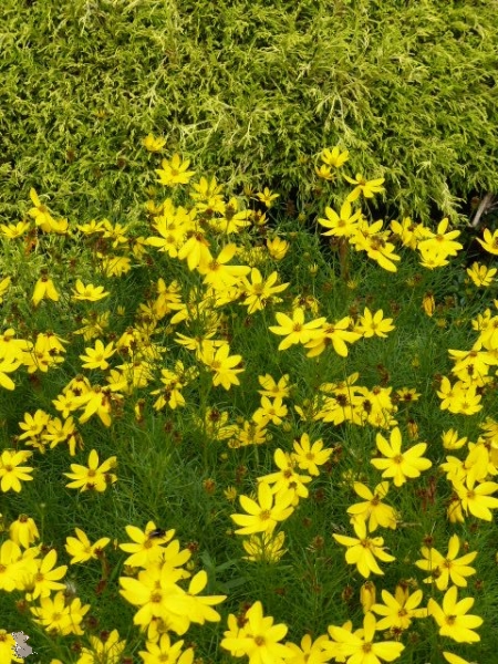 Mädchenauge Moonbeam (Coreopsis verticilata "Moonbeam") im Container