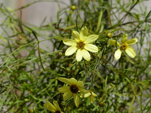 Mädchenauge Moonbeam (Coreopsis verticilata "Moonbeam") im Container