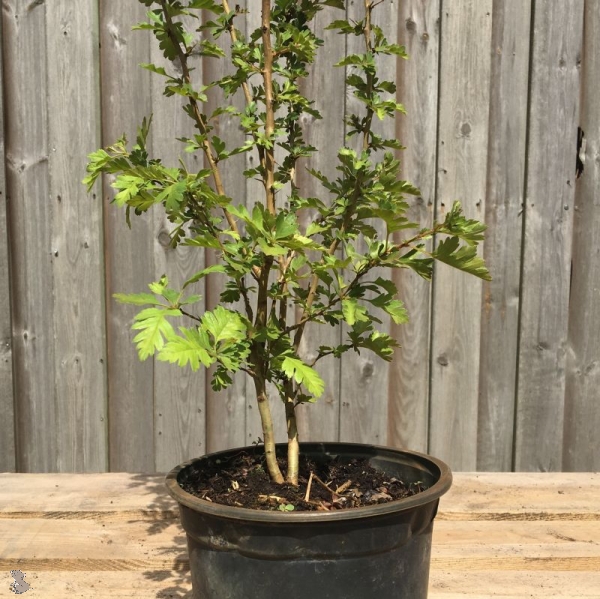 Eingriffeliger Weißdorn (Crataegus monogyna), Lieferform: Container