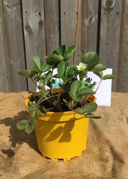 Gartenerdbeere Marieguette (Fragaria x ananassa "Marieguette") Co.