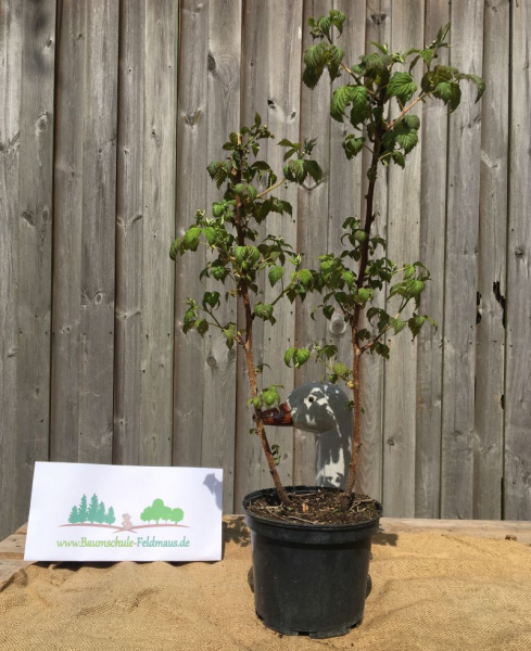 Himbeere (Rubus idaeus), Liefergröße: 50-80cm , Lieferform: Container