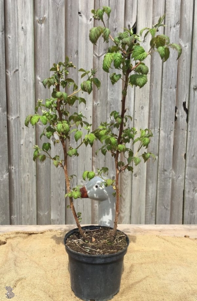 Himbeere (Rubus idaeus), Liefergröße: 50-80cm , Lieferform: Container
