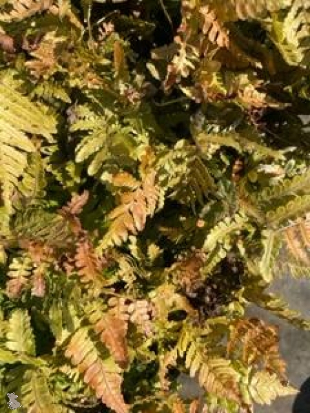 Rotschleier-Farn (Dryopteris erythrosora Autumn)