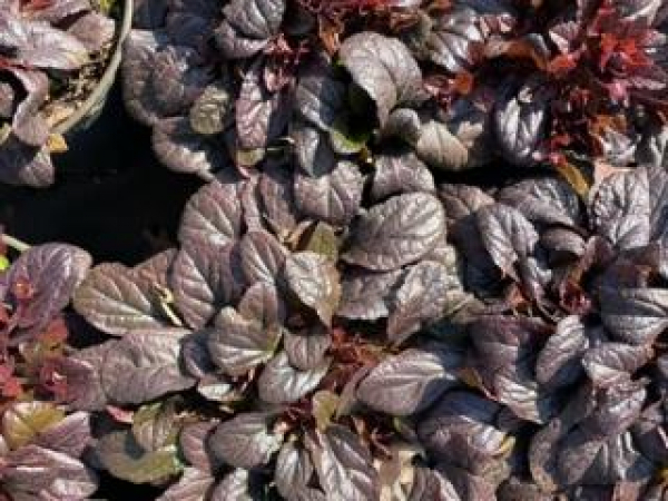 Rotblättriger Günsel Mahagoni (Ajuga reptans Mahagoni) im Container