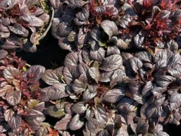 Rotblättriger Günsel Mahagoni (Ajuga reptans Mahagoni) im Container