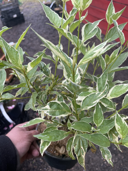 Gelbrindiger Hartriegel "White Gold"(Cornus stolonifera "White Gold") im Container 50-60 cm
