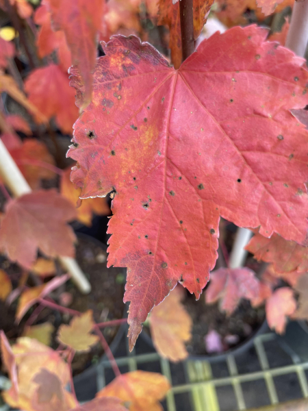 Rotahorn"Brandywine"(Acer rubrum"Brandywine") im Container ,50-80